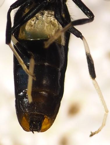 Hermetia illucens